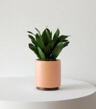 Full Spectrum LED Grow Light - Image 4