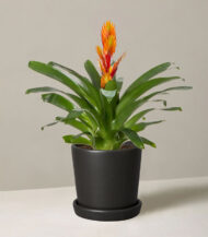 Bromeliad Vriesea - Image 3