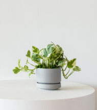 N’joy Pothos - Image 3