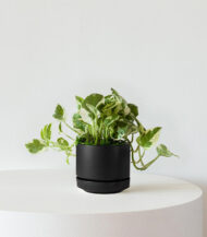N’joy Pothos - Image 4
